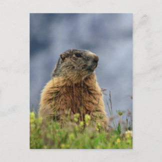marmot op alpenweide briefkaart