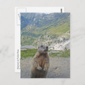 Marmot op Furka Pass Briefkaart (Voorkant / Achterkant)