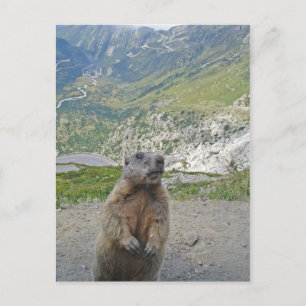 Marmot op Furka Pass Briefkaart