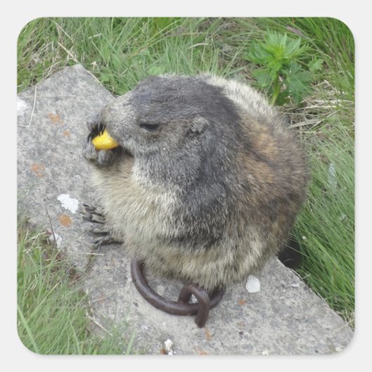 Marmot stickers (Voorkant)