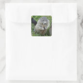 Marmot stickers (Tas)