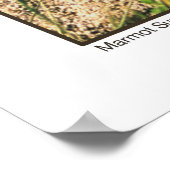 Marmot Sun Salute Poster (Hoek)