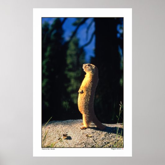 Marmot Sun Salute Poster (Voorkant)