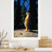 Marmot Sun Salute Poster (Keuken)