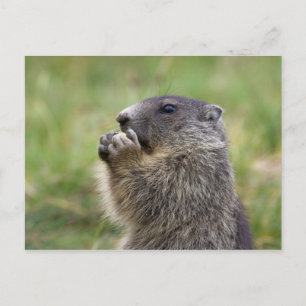 Marmota marmota briefkaart