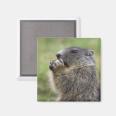 Marmota marmota magneet (Voorkant / Achterkant)