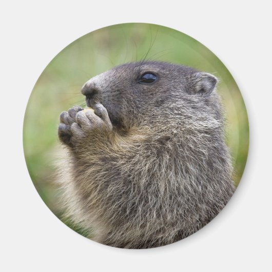 Marmota marmota magneet (Voorkant)