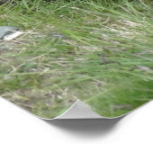 Marmots poster (Hoek)