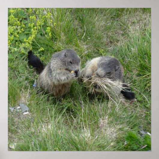 Marmots poster (Voorkant)