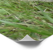 Marmots poster (Hoek)