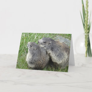 Marmots wenskaart kaart
