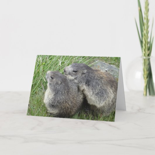 Marmots wenskaart kaart (Voorkant)