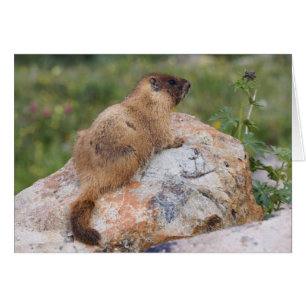 Marmotte à ventre jaune, Marmota flaviventris,