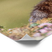Marmotte dans le parc Gran Paradiso Poster (Coin)