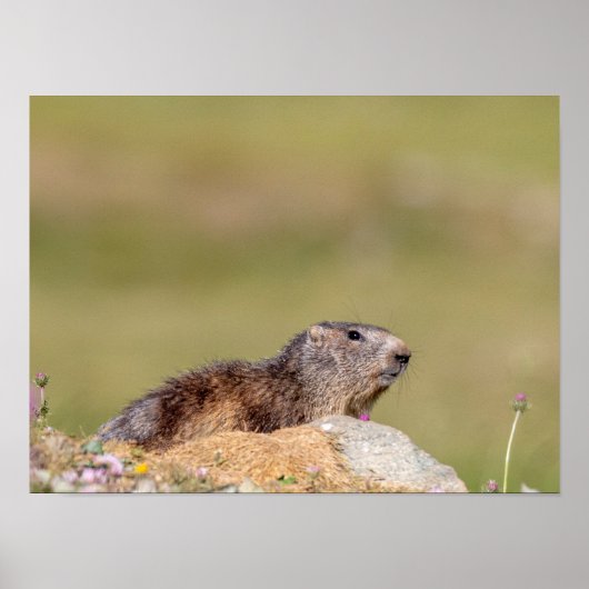 Marmotte dans le parc Gran Paradiso Poster (Devant)