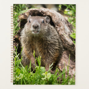 Marmotte dans un tronc creux