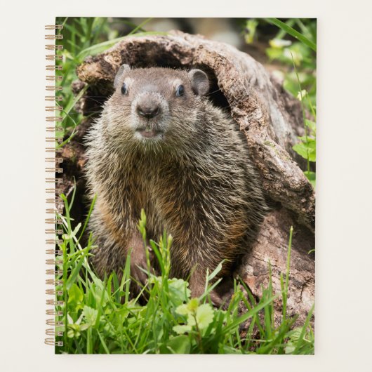 Marmotte dans un tronc creux (Devant)