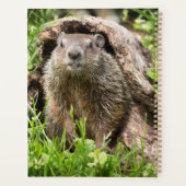 Marmotte dans un tronc creux (Dos)