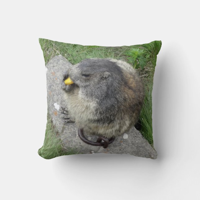Marmotte lance un oreiller (Recto)