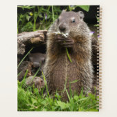 Marmotte mâchonnant une fleur (Dos)