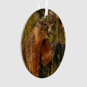 marmotte mangeant l'herbe (devant)