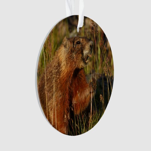 marmotte mangeant l'herbe (devant)