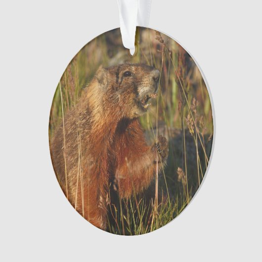 marmotte mangeant l'herbe (devant)