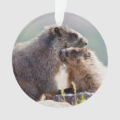 Marmotte mère avec bébé (devant)