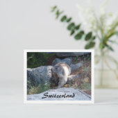 Marmotte mignonne Suisse — Carte postale (Debout devant)