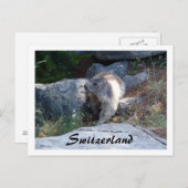 Marmotte mignonne Suisse — Carte postale (Devant / Derrière)