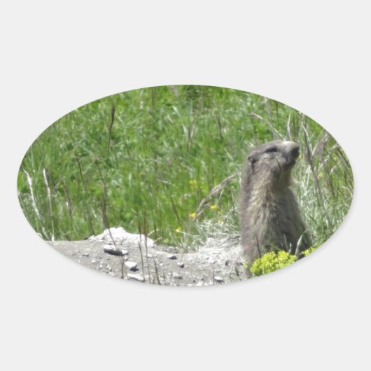 marmotten ovale sticker (Voorkant)