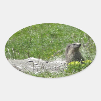 marmotten ovale sticker