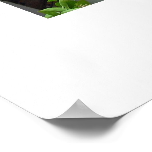 Maroc marocco poster (Hoek)