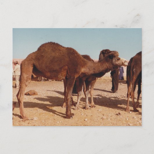 Marokkaans Briefkaart Camel (Voorkant)