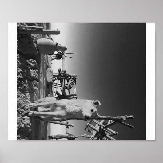 Marokkaanse hond poster (Voorkant)