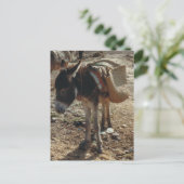 Marokko Mule Briefkaart (Staand voorkant)