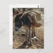 Marokko Mule Briefkaart (Voorkant / Achterkant)
