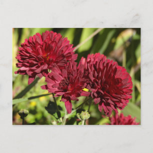 Maroon Chrysanthemums Briefkaart