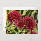 Maroon Chrysanthemums Briefkaart (Voorkant / Achterkant)