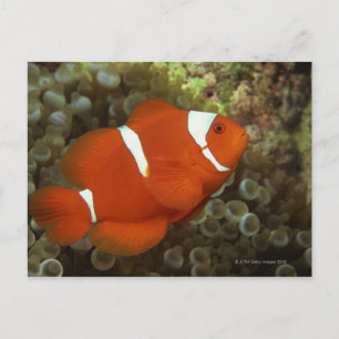 Maroon clownfish met zee anemone briefkaart