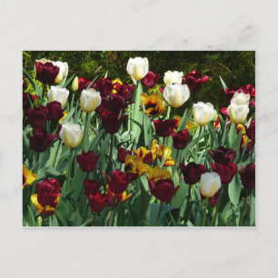 Maroon en gele Tulpen kleurrijke Floral Briefkaart