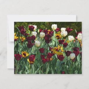 Maroon en gele Tulpen kleurrijke Floral Kaart