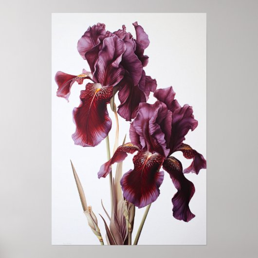 Maroon Irises Flower Art Imprimer Poster (Devant)