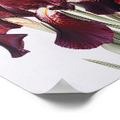 Maroon Irises Flower Art Imprimer Poster (Coin)