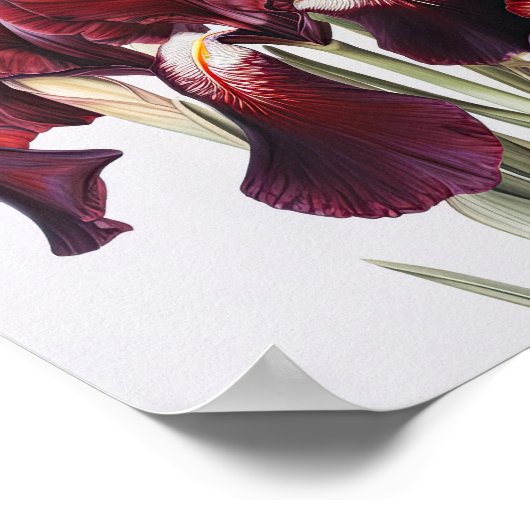 Maroon Irises Flower Art Imprimer Poster (Coin)