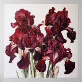 Maroon Irises Flower Art Imprimer Poster (Devant)