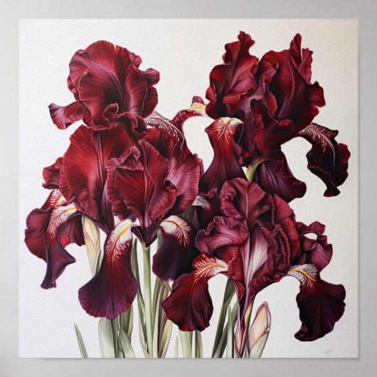 Maroon Irises Flower Art Imprimer Poster (Devant)