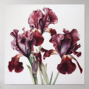 Maroon Irises Flower Art Imprimer Poster