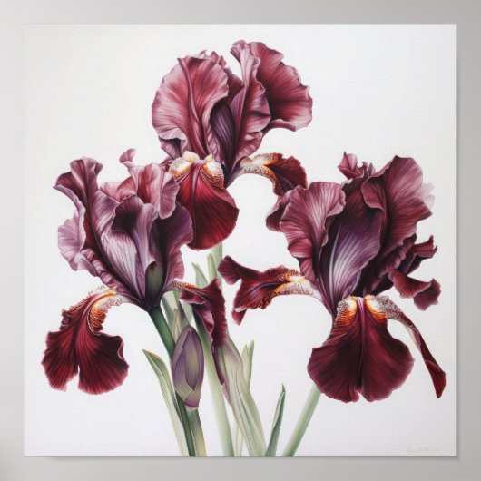 Maroon Irises Flower Art Imprimer Poster (Devant)