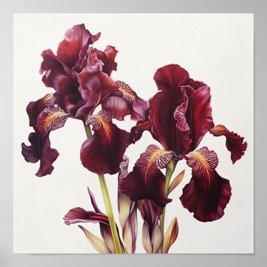 Maroon Irises Flower Art Imprimer Poster (Devant)
